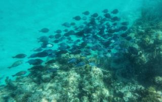 Snorkeling in Virgin Gorda